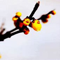 微信腊梅头像_高清腊梅花朵图片大全