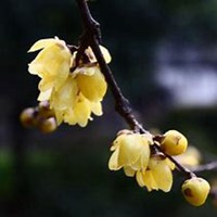 微信腊梅头像_高清腊梅花朵图片大全