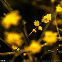 微信腊梅头像_高清腊梅花朵图片大全