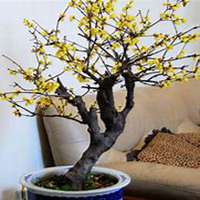 微信腊梅头像_高清腊梅花朵图片大全