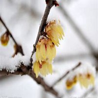 微信腊梅头像_高清腊梅花朵图片大全