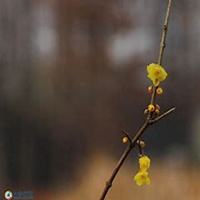 微信腊梅头像_高清腊梅花朵图片大全