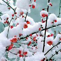 微信腊梅头像_高清腊梅花朵图片大全