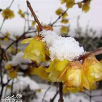 微信腊梅头像_高清腊梅花朵图片大全