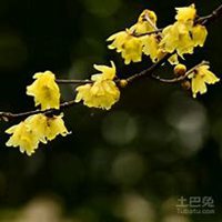 微信腊梅头像_高清腊梅花朵图片大全