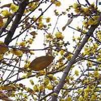 微信腊梅头像_高清腊梅花朵图片大全