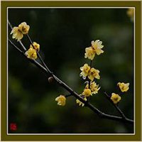 微信腊梅头像_高清腊梅花朵图片大全