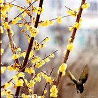 微信腊梅头像_高清腊梅花朵图片大全