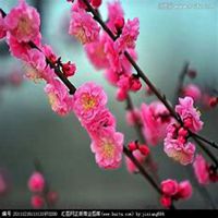 微信腊梅头像_高清腊梅花朵图片大全