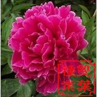 微信芍药头像_高清芍药花朵图片大全