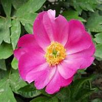 微信芍药头像_高清芍药花朵图片大全