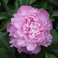 微信芍药头像_高清芍药花朵图片大全