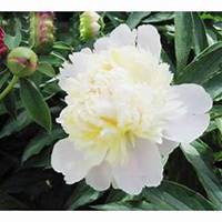 微信芍药头像_高清芍药花朵图片大全