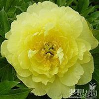 微信芍药头像_高清芍药花朵图片大全