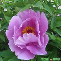 微信芍药头像_高清芍药花朵图片大全