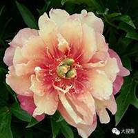 微信芍药头像_高清芍药花朵图片大全