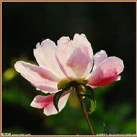 微信芍药头像_高清芍药花朵图片大全