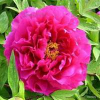 微信芍药头像_高清芍药花朵图片大全