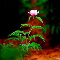 微信芍药头像_高清芍药花朵图片大全