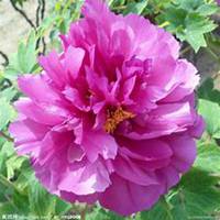 微信芍药头像_高清芍药花朵图片大全