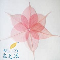 微信芍药头像_高清芍药花朵图片大全