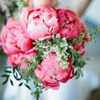 微信芍药头像_高清芍药花朵图片大全