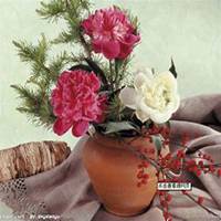 微信芍药头像_高清芍药花朵图片大全