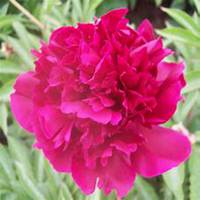 微信芍药头像_高清芍药花朵图片大全