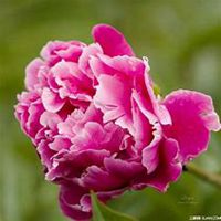 微信芍药头像_高清芍药花朵图片大全