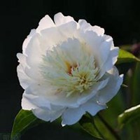 微信芍药头像_高清芍药花朵图片大全