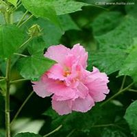 微信芙蓉头像_高清芙蓉花朵图片大全