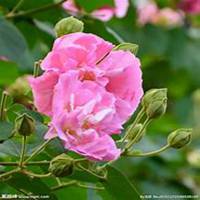 微信芙蓉头像_高清芙蓉花朵图片大全