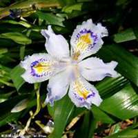 微信芙蓉头像_高清芙蓉花朵图片大全