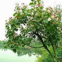 微信芙蓉头像_高清芙蓉花朵图片大全