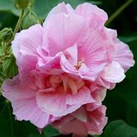 微信芙蓉头像_高清芙蓉花朵图片大全