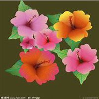 微信芙蓉头像_高清芙蓉花朵图片大全