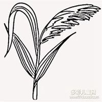 微信芦苇头像_高清芦苇花朵图片大全