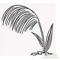 微信芦苇头像_高清芦苇花朵图片大全