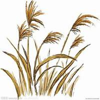 微信芦苇头像_高清芦苇花朵图片大全