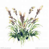 微信芦苇头像_高清芦苇花朵图片大全