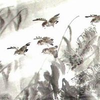 微信芦苇头像_高清芦苇花朵图片大全