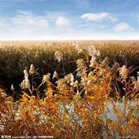 微信芦苇头像_高清芦苇花朵图片大全