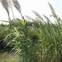 微信芦苇头像_高清芦苇花朵图片大全