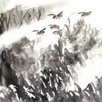 微信芦苇头像_高清芦苇花朵图片大全