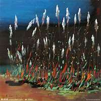 微信芦苇头像_高清芦苇花朵图片大全