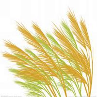 微信芦苇头像_高清芦苇花朵图片大全