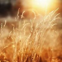 微信芦苇头像_高清芦苇花朵图片大全