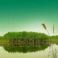 微信芦苇头像_高清芦苇花朵图片大全