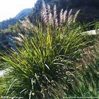 微信芦苇头像_高清芦苇花朵图片大全