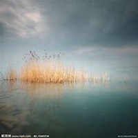 微信芦苇头像_高清芦苇花朵图片大全